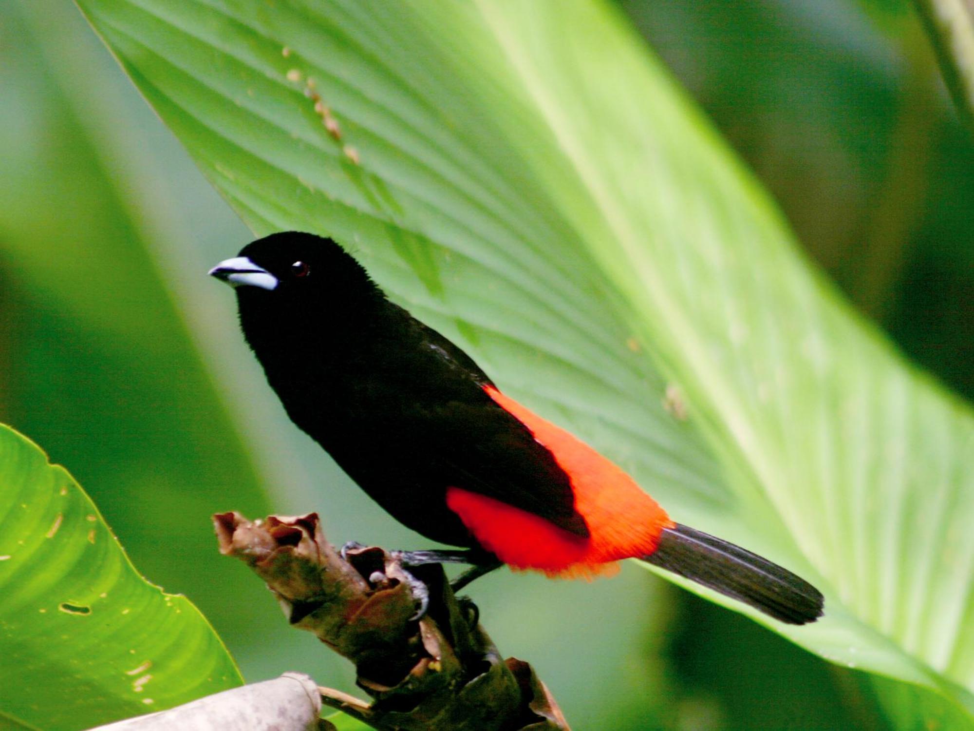 El Colibri Lodge Manzanillo  Luaran gambar