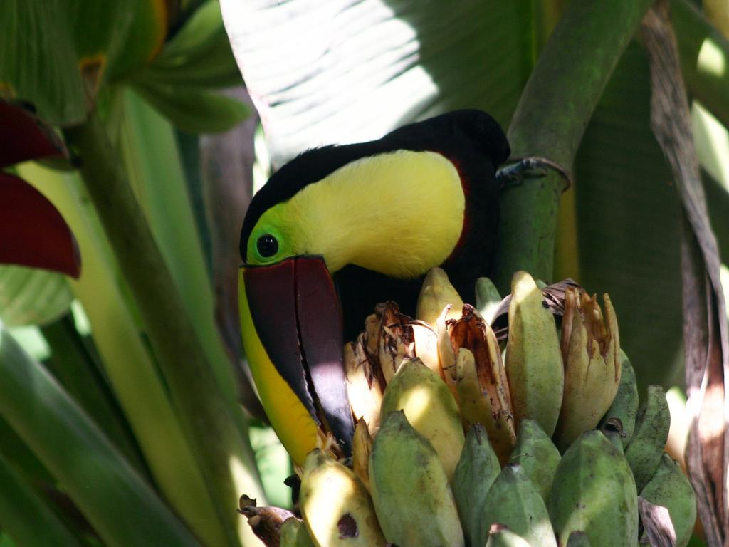 El Colibri Lodge Manzanillo  Luaran gambar