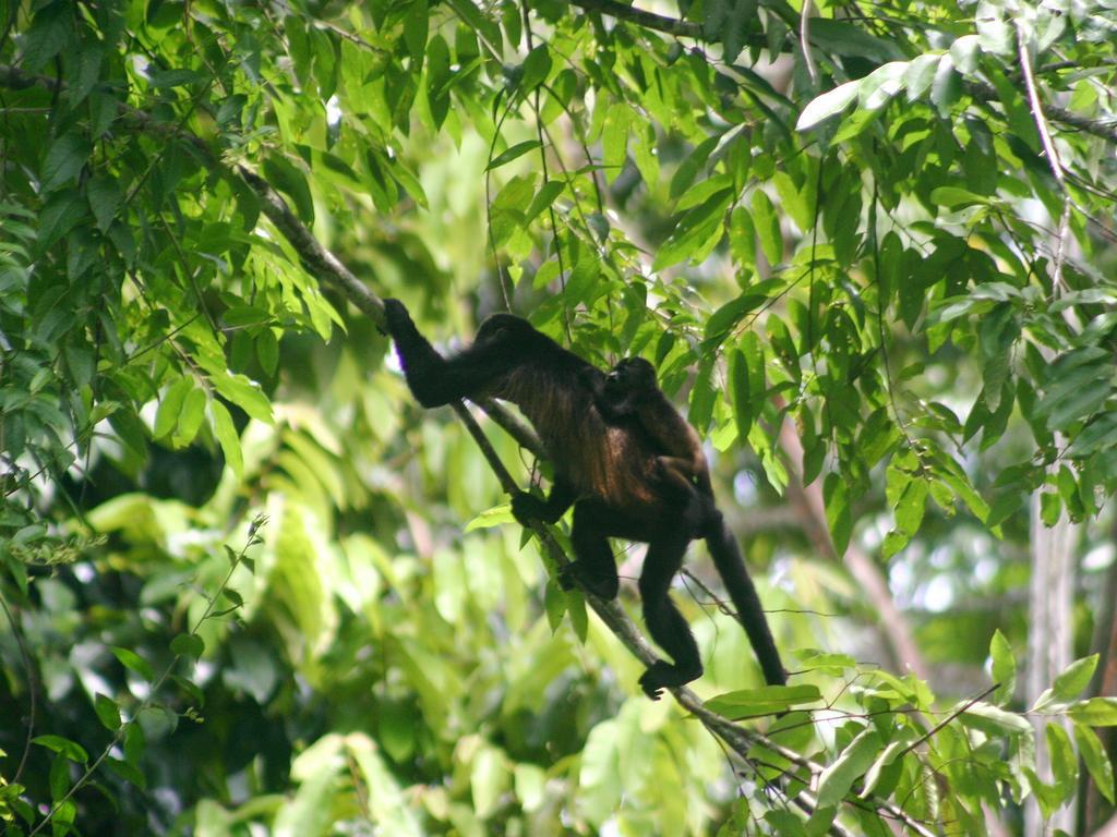 El Colibri Lodge Manzanillo  Luaran gambar