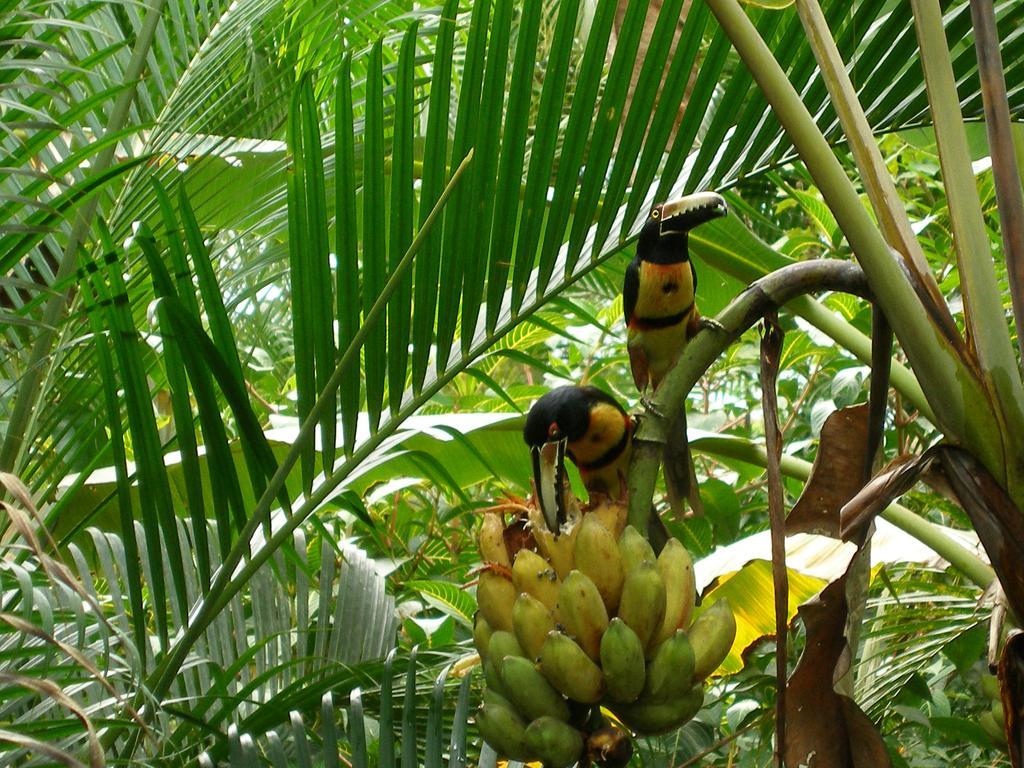 El Colibri Lodge Manzanillo  Luaran gambar