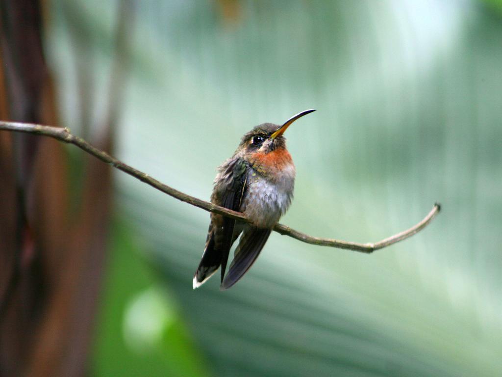 El Colibri Lodge Manzanillo  Luaran gambar