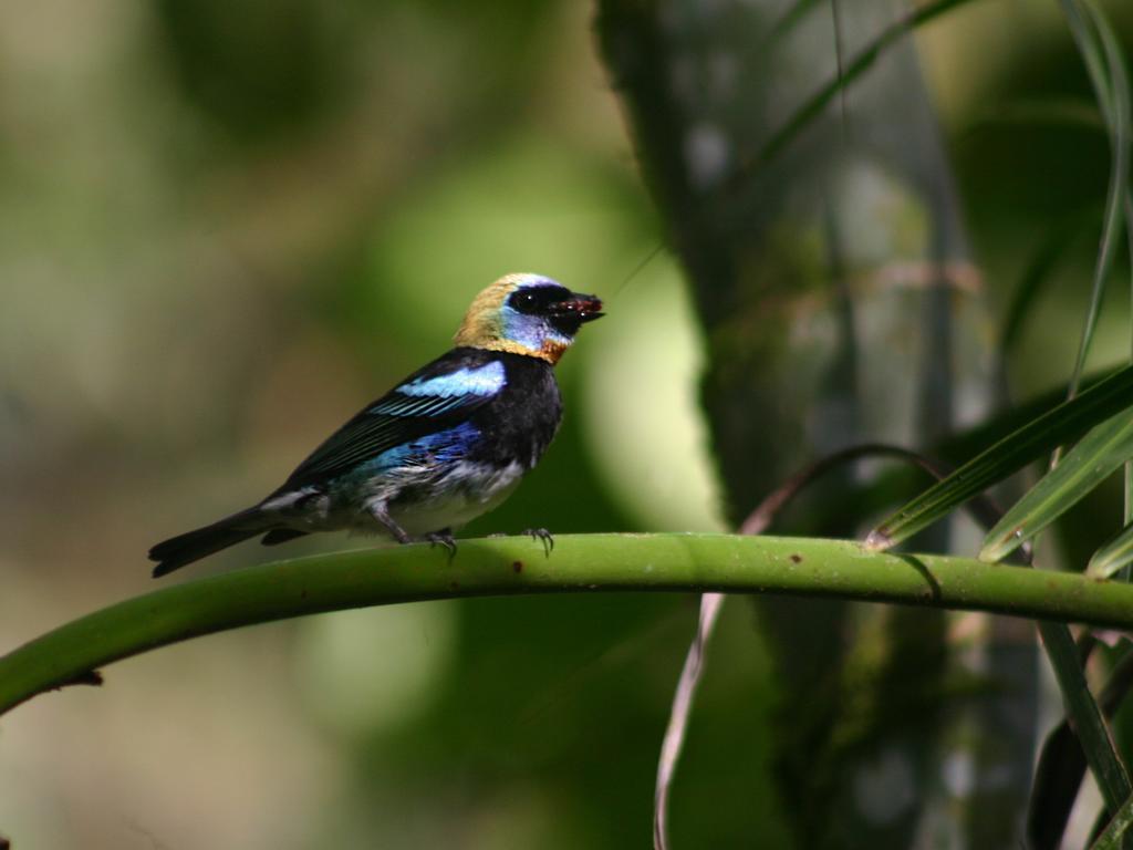 El Colibri Lodge Manzanillo  Luaran gambar
